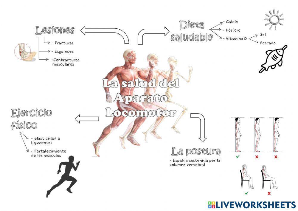 La salud del Aparato Locomotor