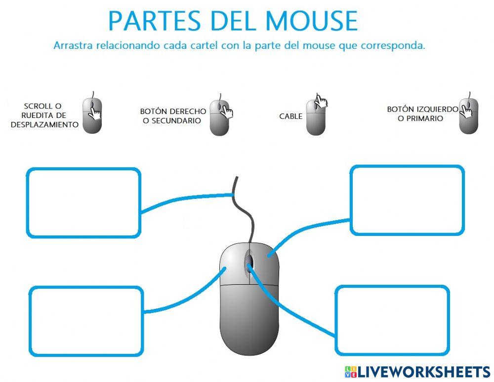 Partes del mouse
