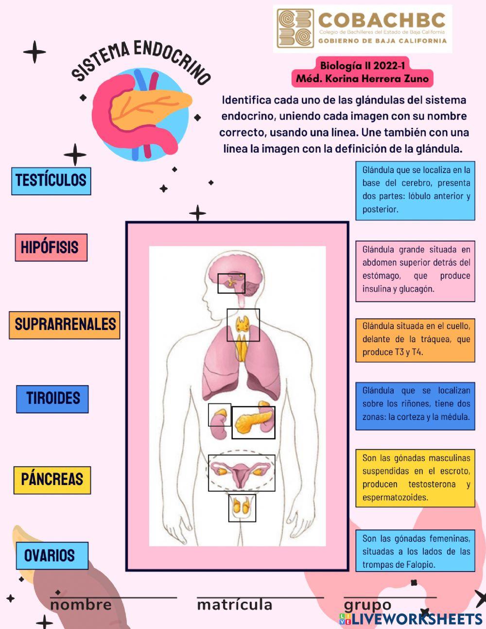 Sistema Endocrino