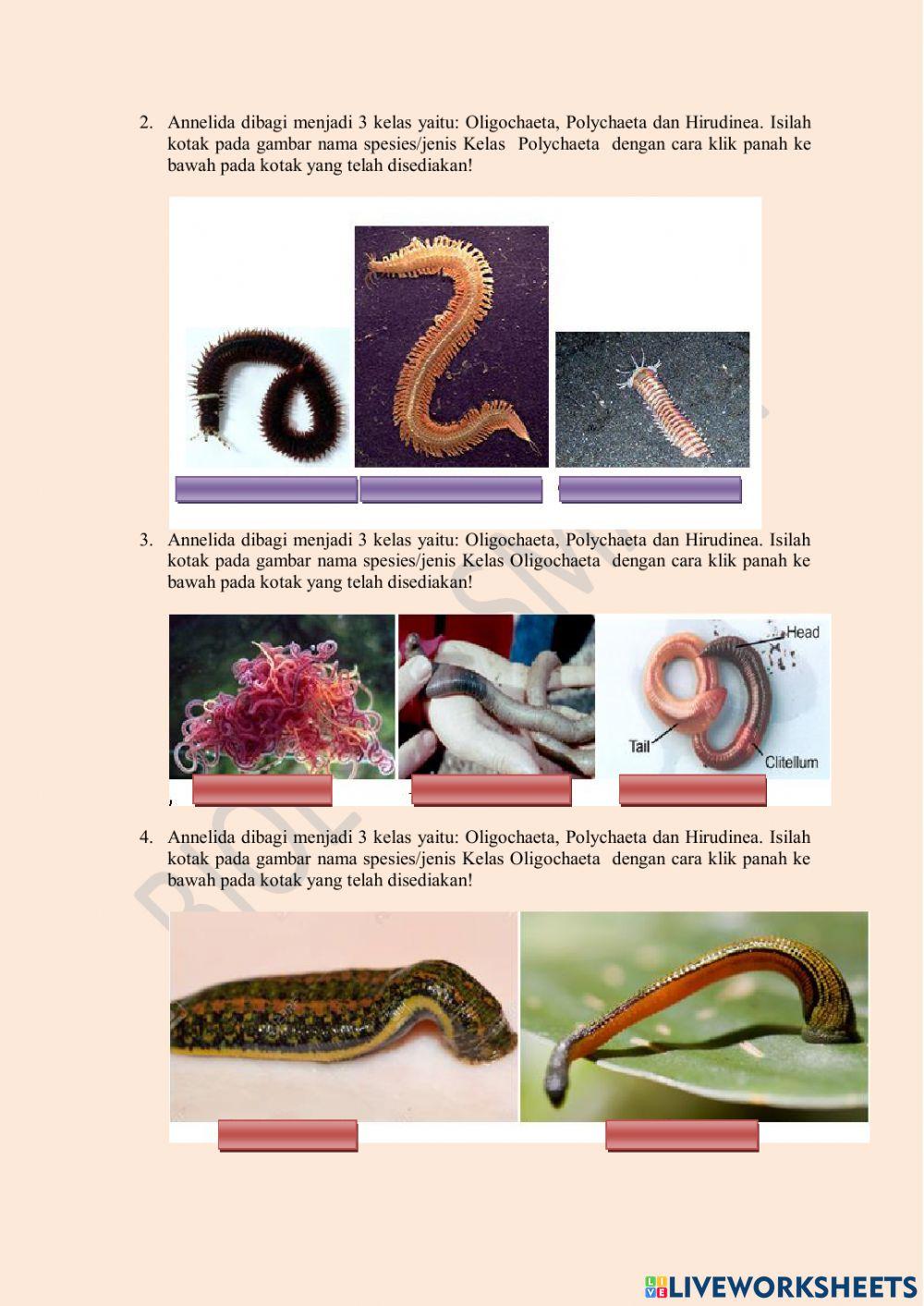 Vermes (Cacing Annelida)