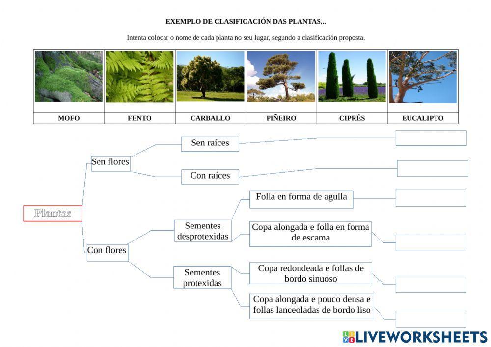 Clasificación de plantas
