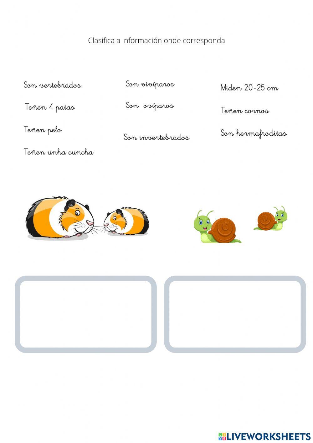 Clasificacion animais