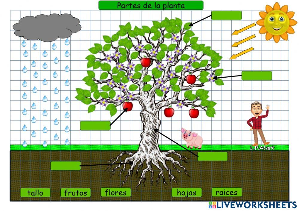 Partes de la planta
