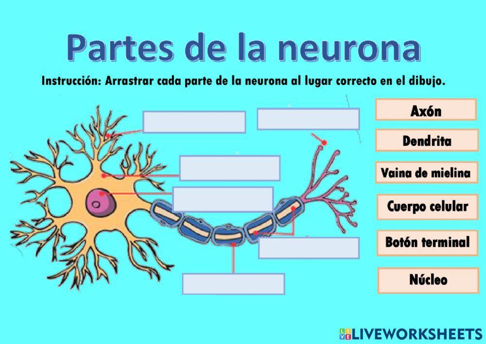 Partes de la Neurona