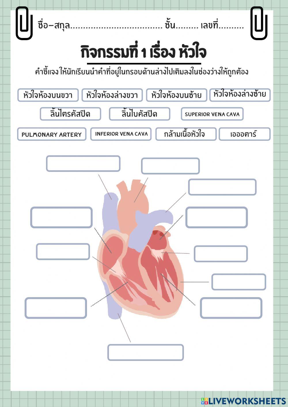 ใบกิจกรรมที่1เรื่องหัวใจ