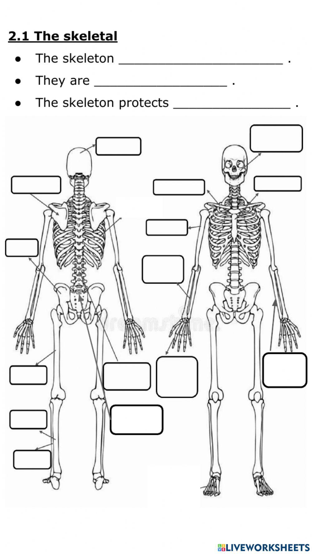 The skeleton and the muscles