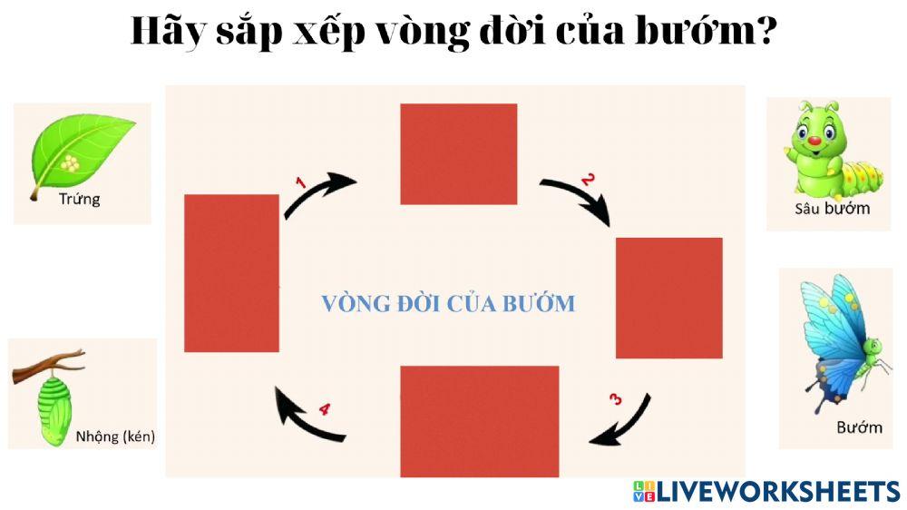 Vòng đời của bướm