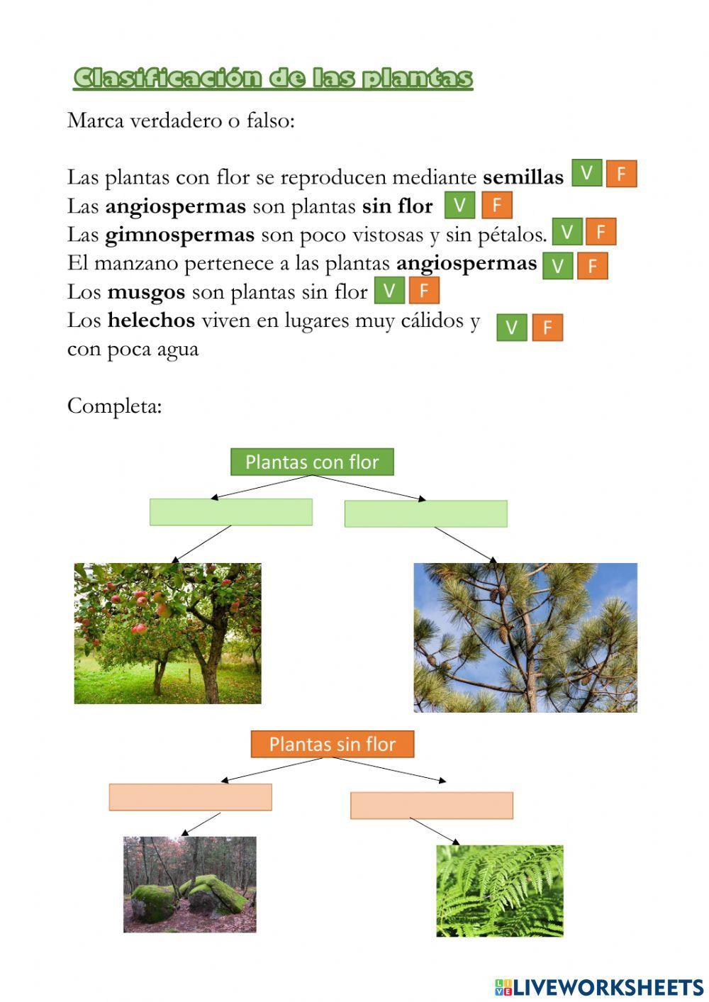 clasificacion plantas