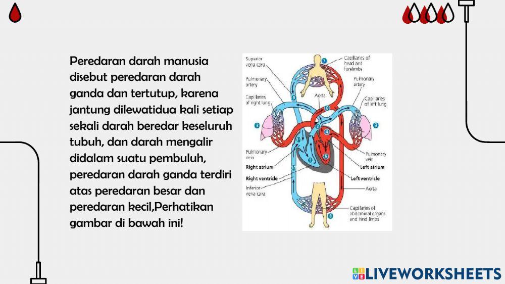 Lkpd sistem peredaran darah