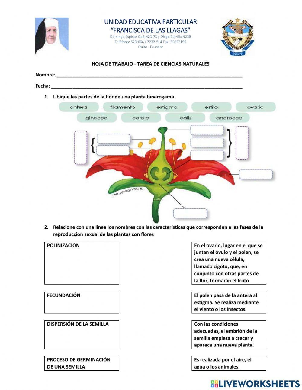 Plantas con flor o fanerogamas