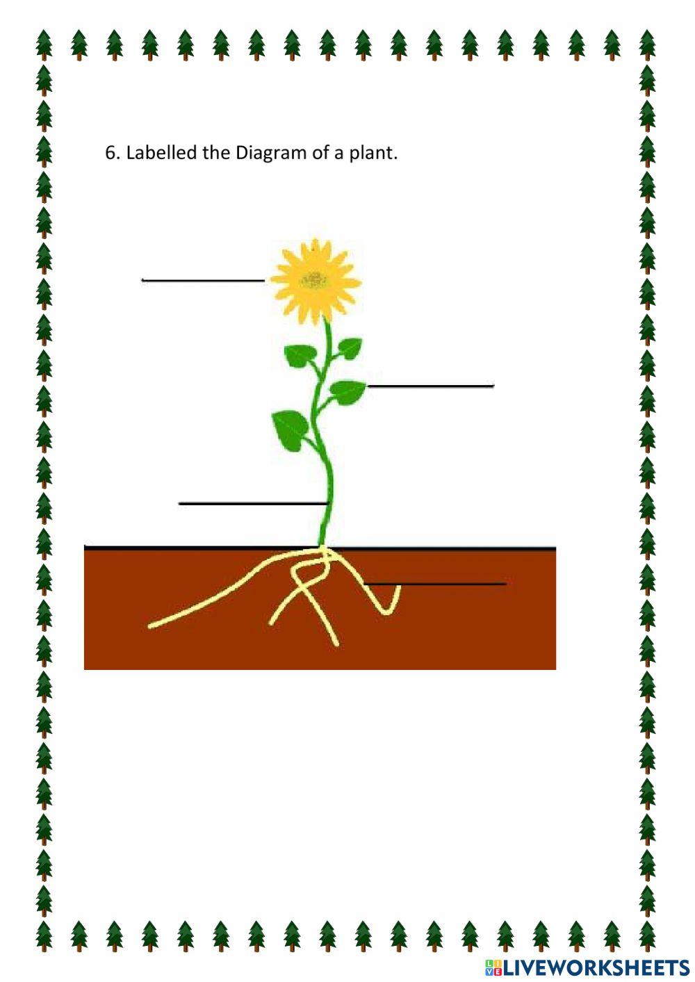 Parts of a plant