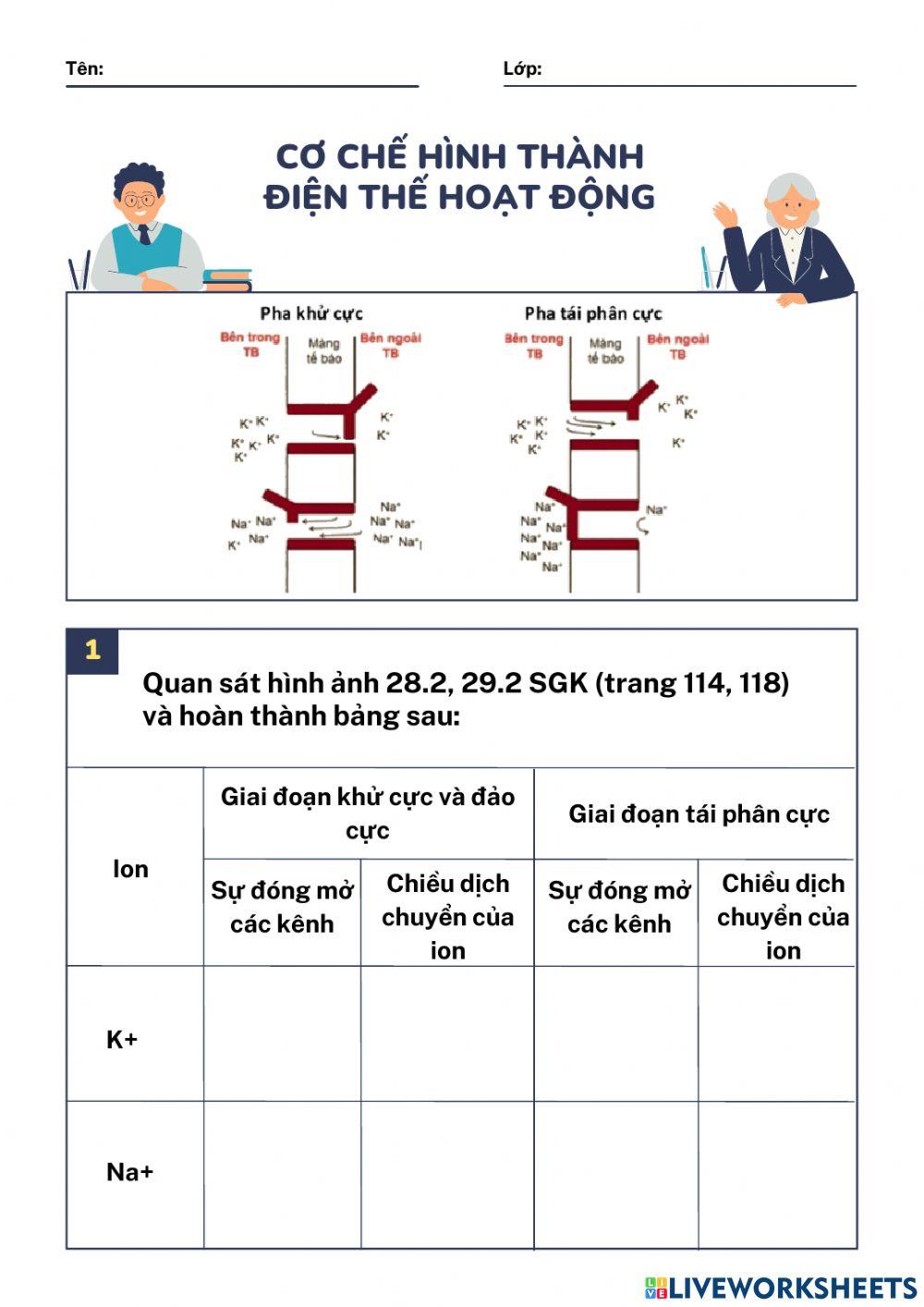 Cơ chế hình thành điện thế hoạt động