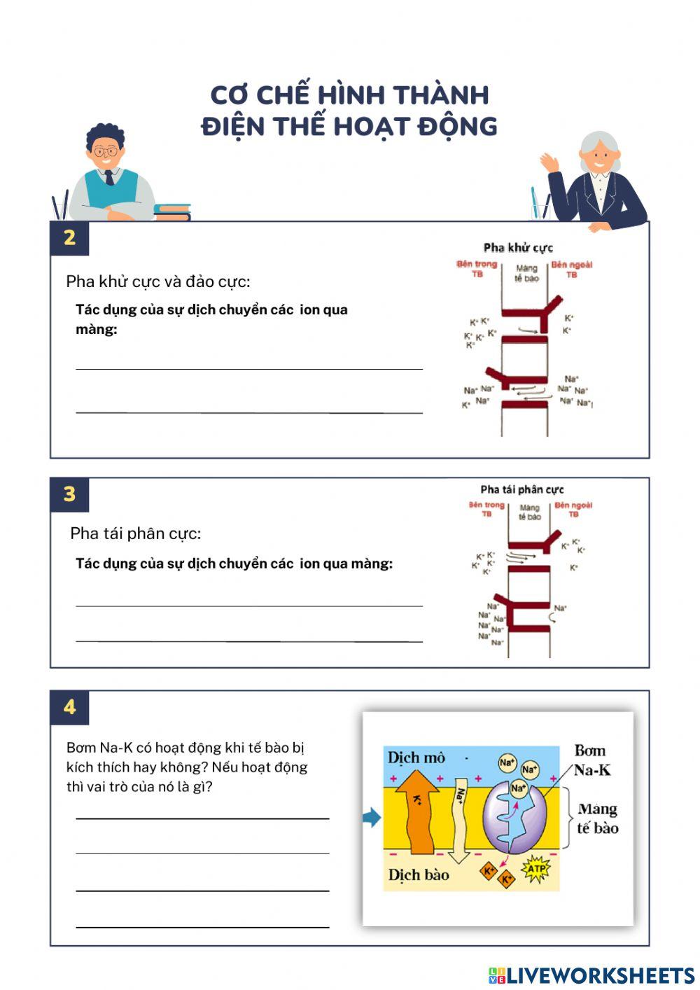 Cơ chế hình thành điện thế hoạt động