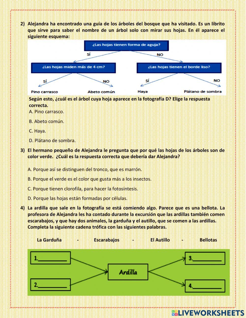 Ct-6-diagnostico-actividad-1