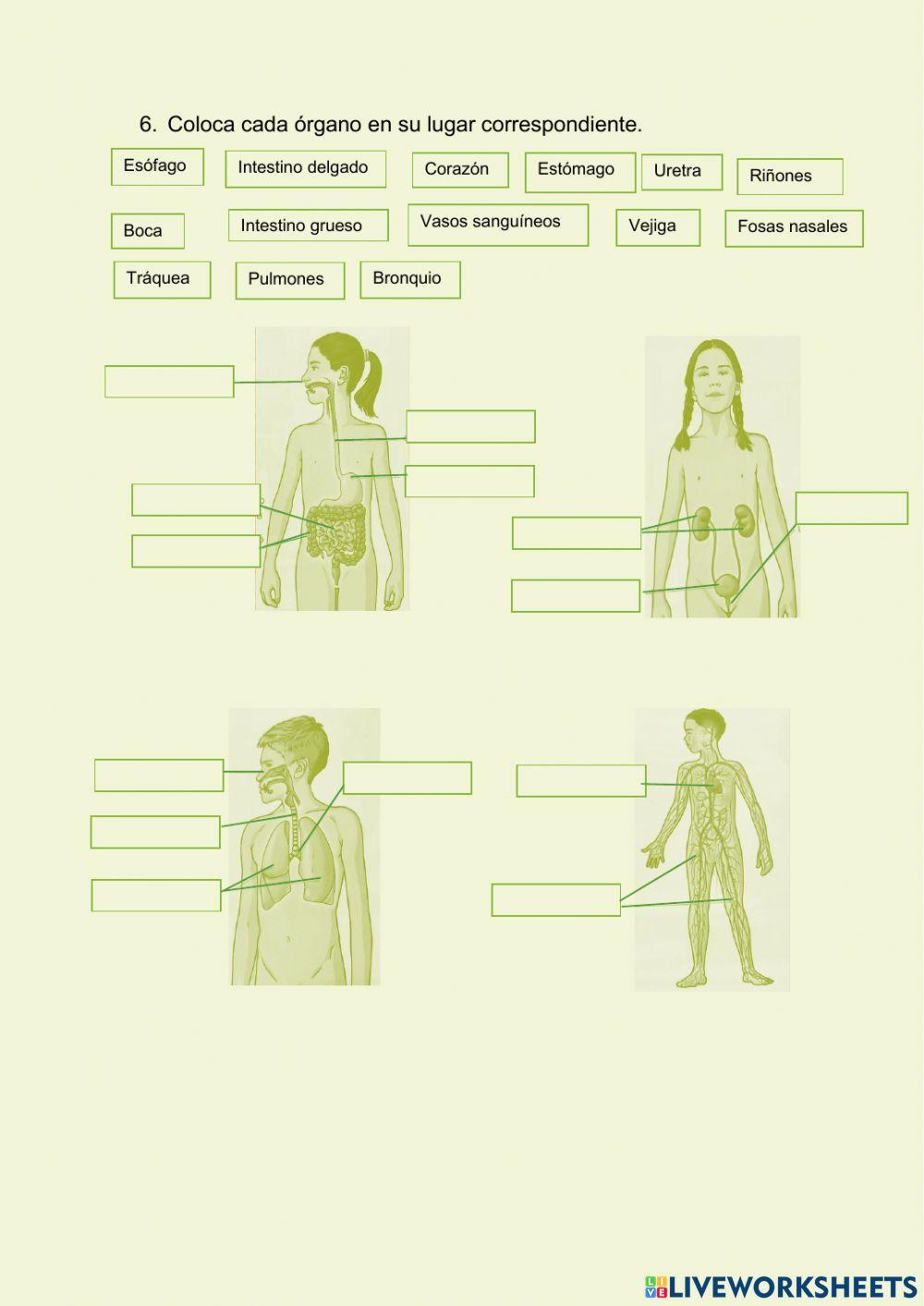 La función de nutrición