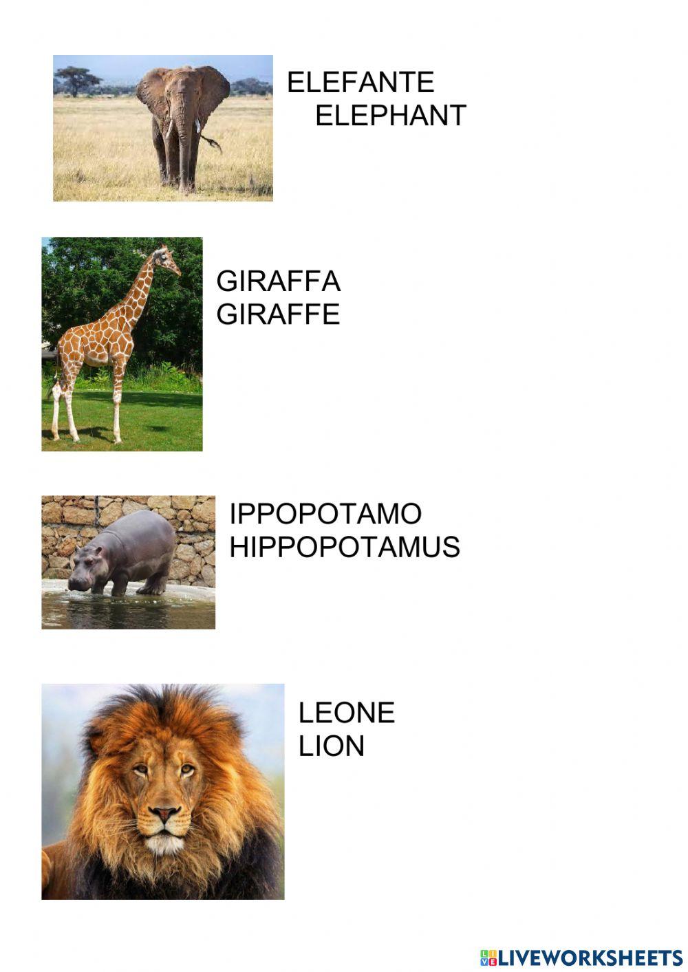 African animals
