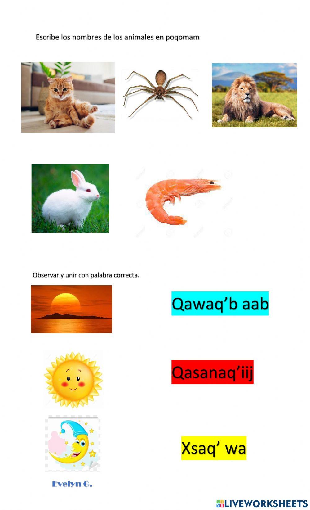 Palabras con vocales cortas y prolongadas