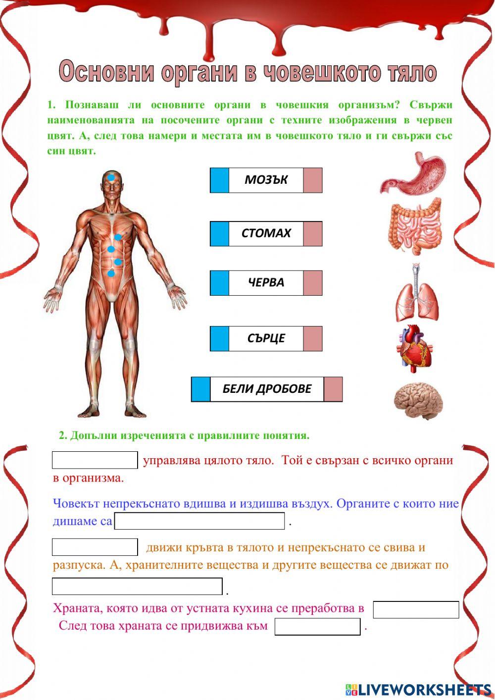 Основни органи в човешкото тяло