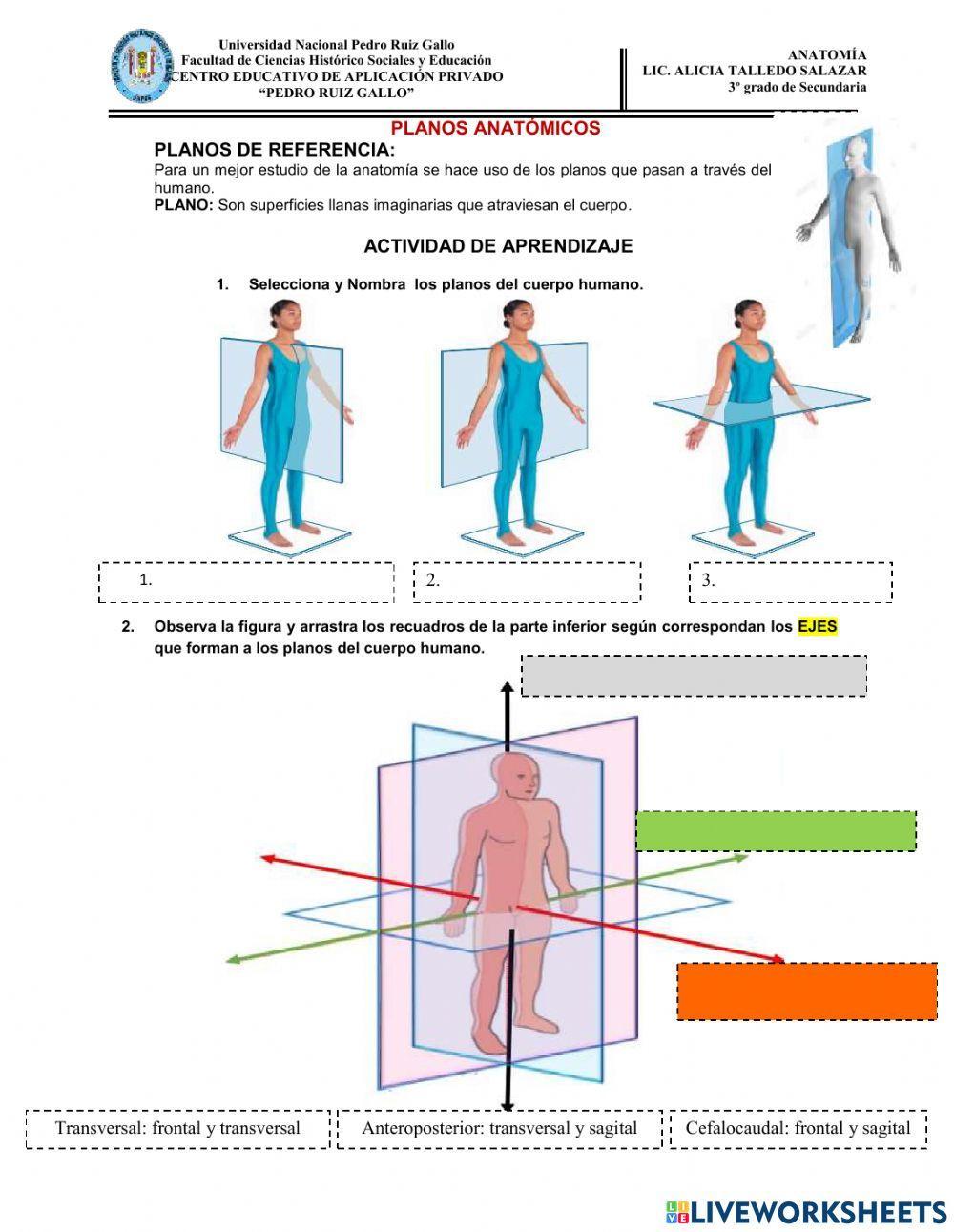 Plan estructural del cuerpo humano