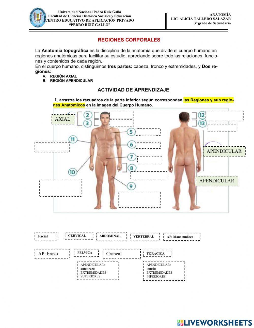 Plan estructural del cuerpo humano