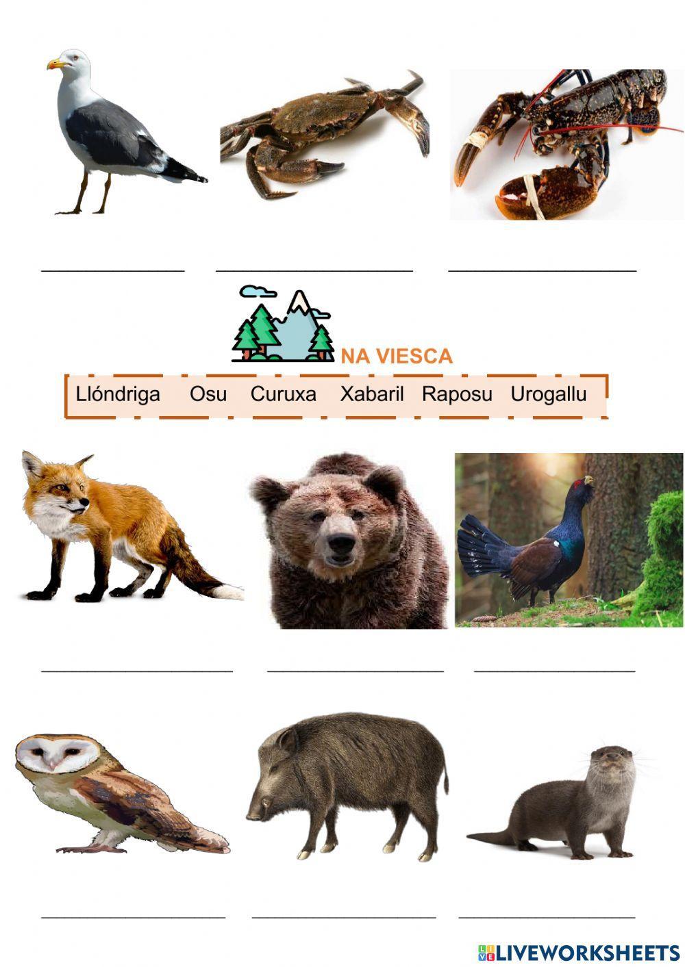 Animales de la granxa, viesca y mar