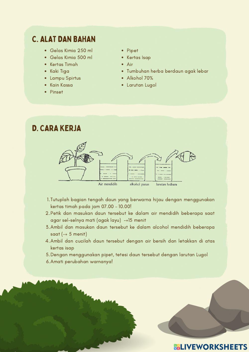LEMBAR KERJA SISWA (LKS): Fotosintesis – Percobaan  Sachs