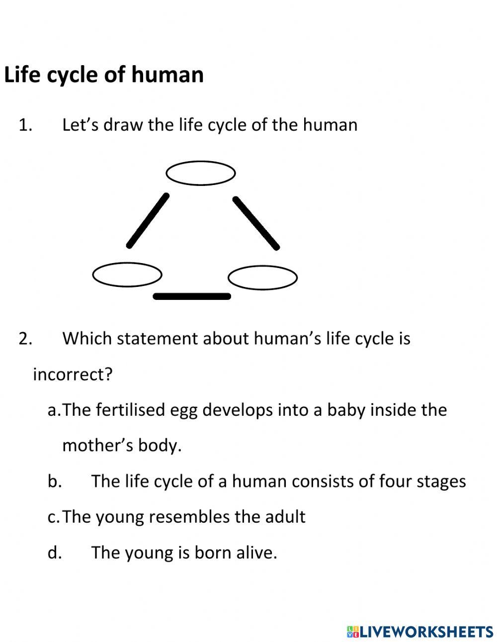 Life cycle of human
