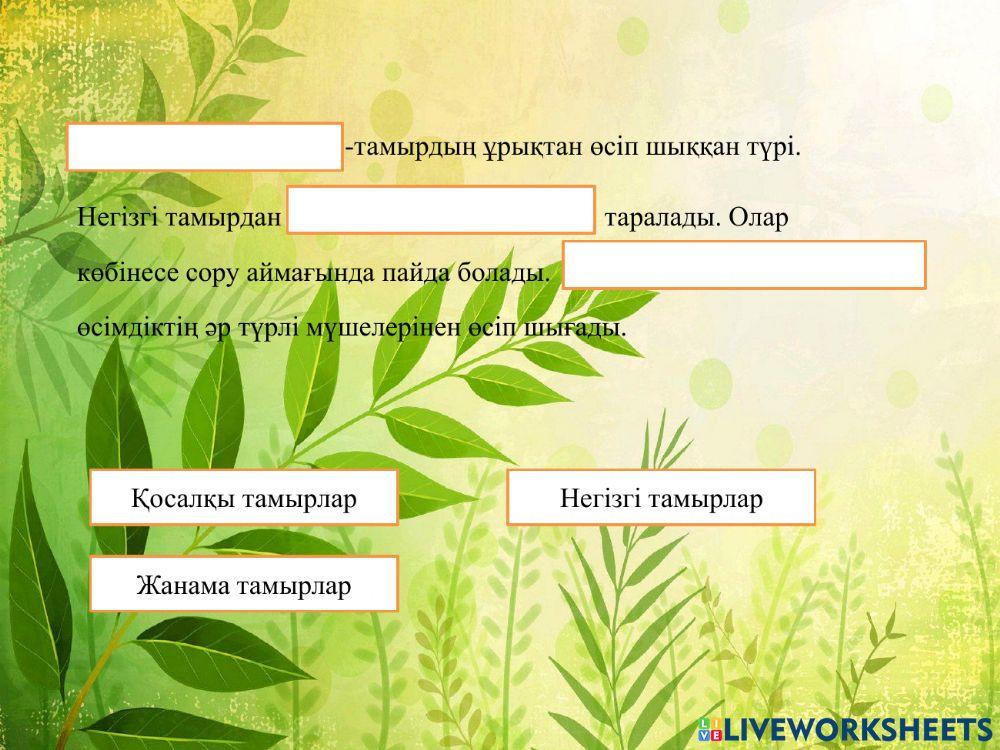 Тамырдың морфологиясы