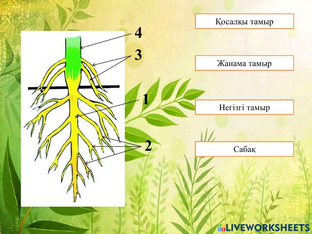 Тамырдың морфологиясы