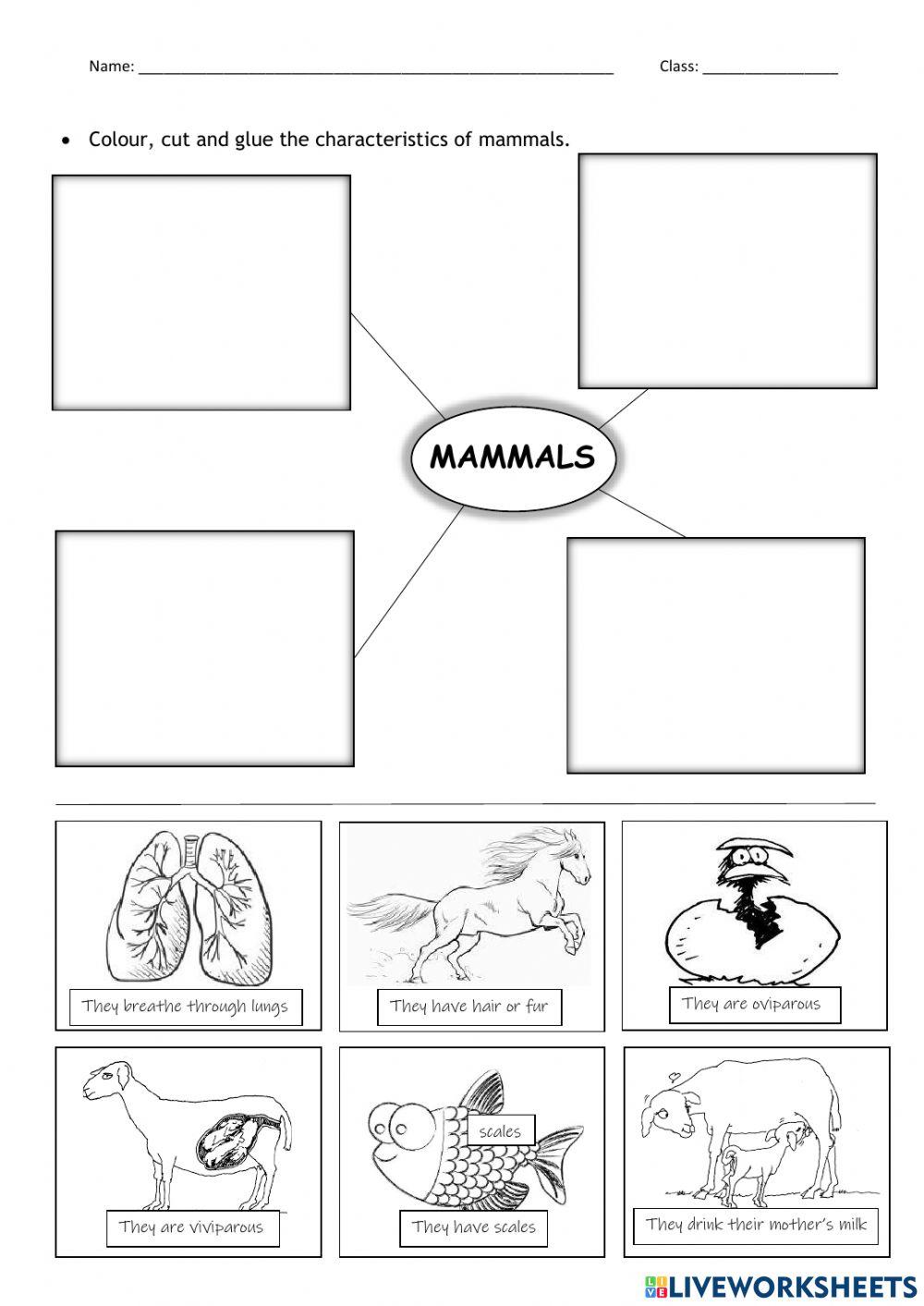 Mammal Characteristics