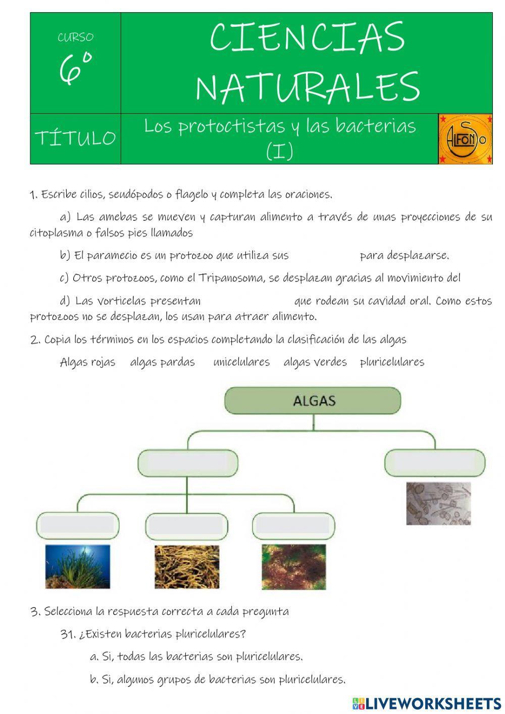 Protoctistas y bacterias 1