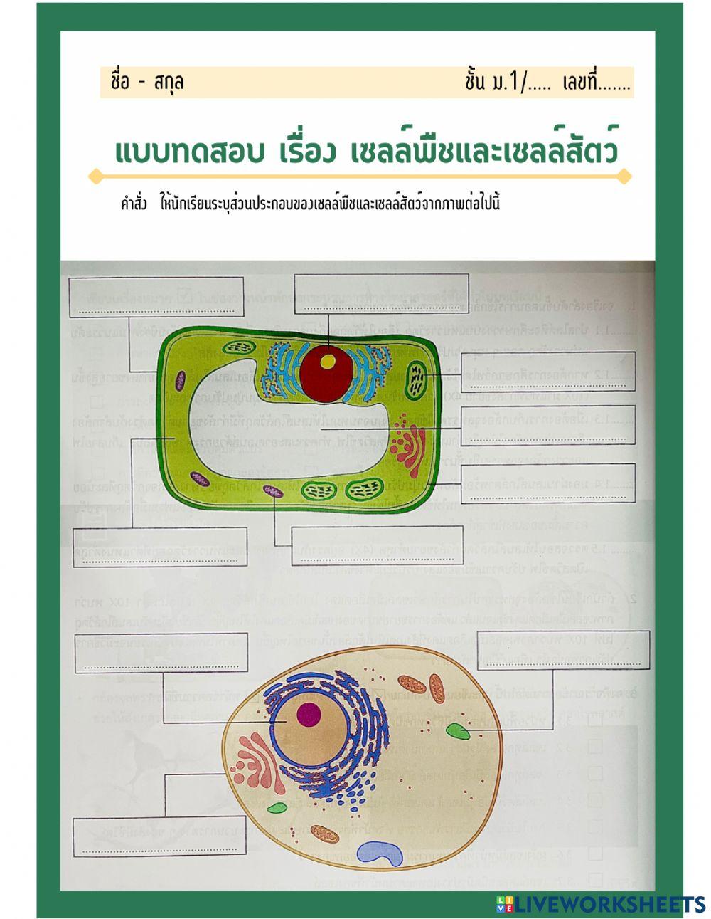 แบบทดสอบ เรื่อง เซลล์พืชและเซลล์สัตว์ ม.1