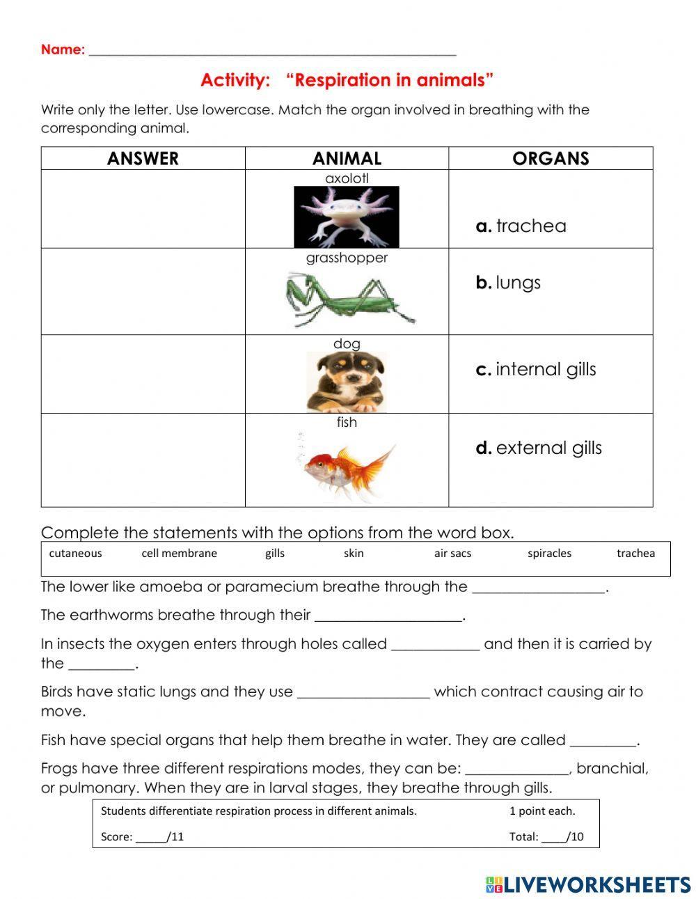 Respiration in other animals 1940241 María Augusta