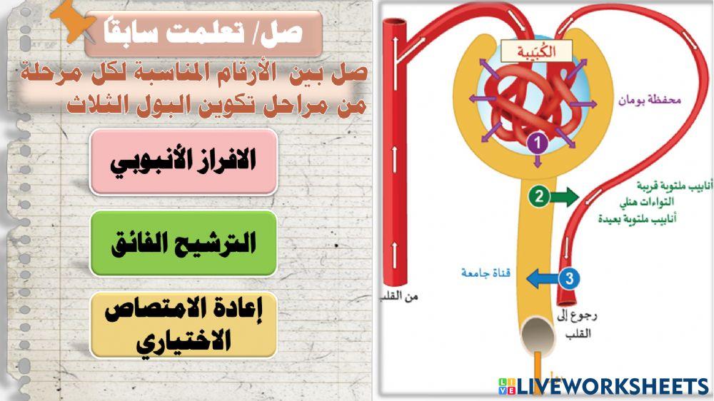 مراحل تكوين البول