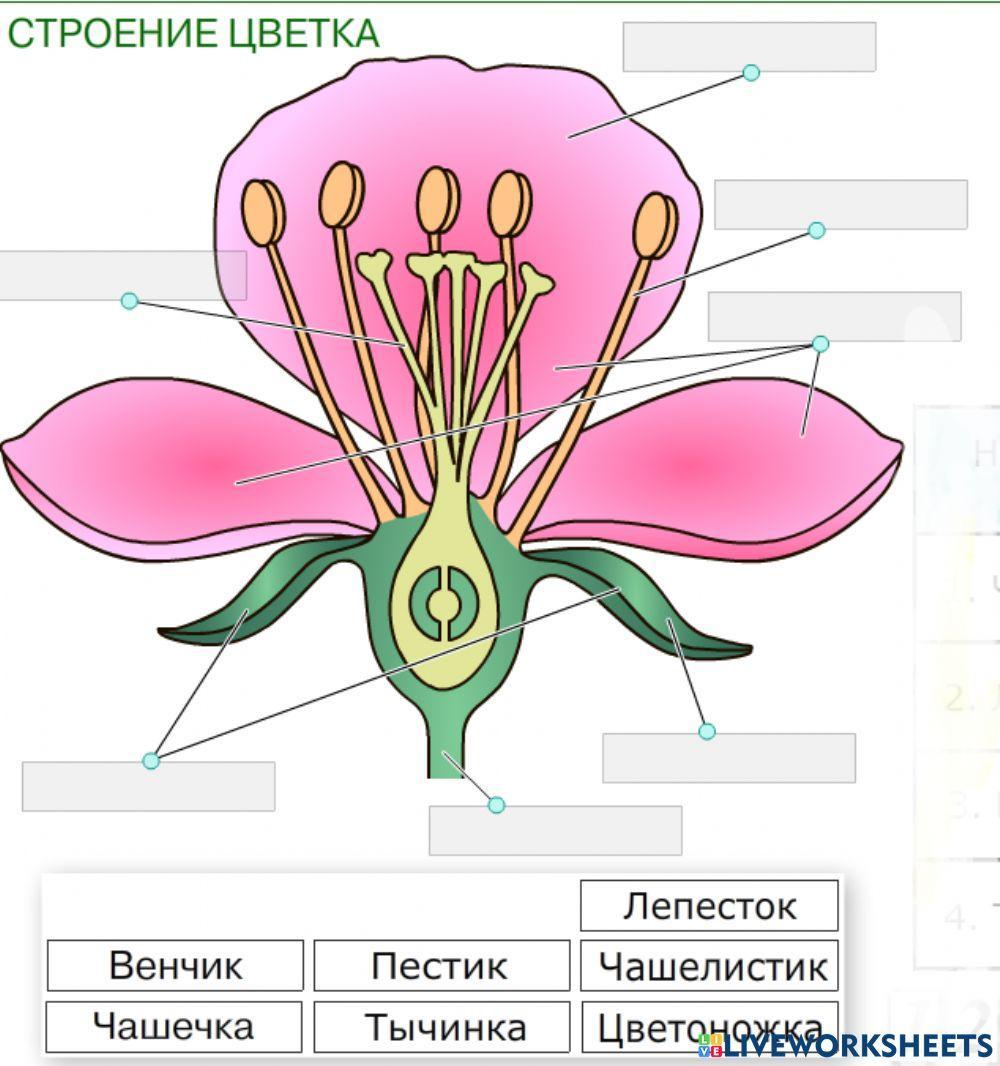 Элемент строения цветка. Строение цветка. Цветок строение цветка. Строение цветка биология. Внутреннее строение цветка