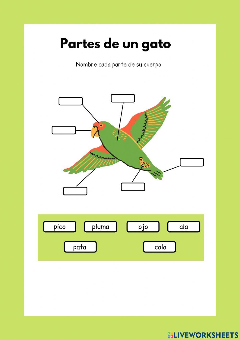 Partes de un pájaro