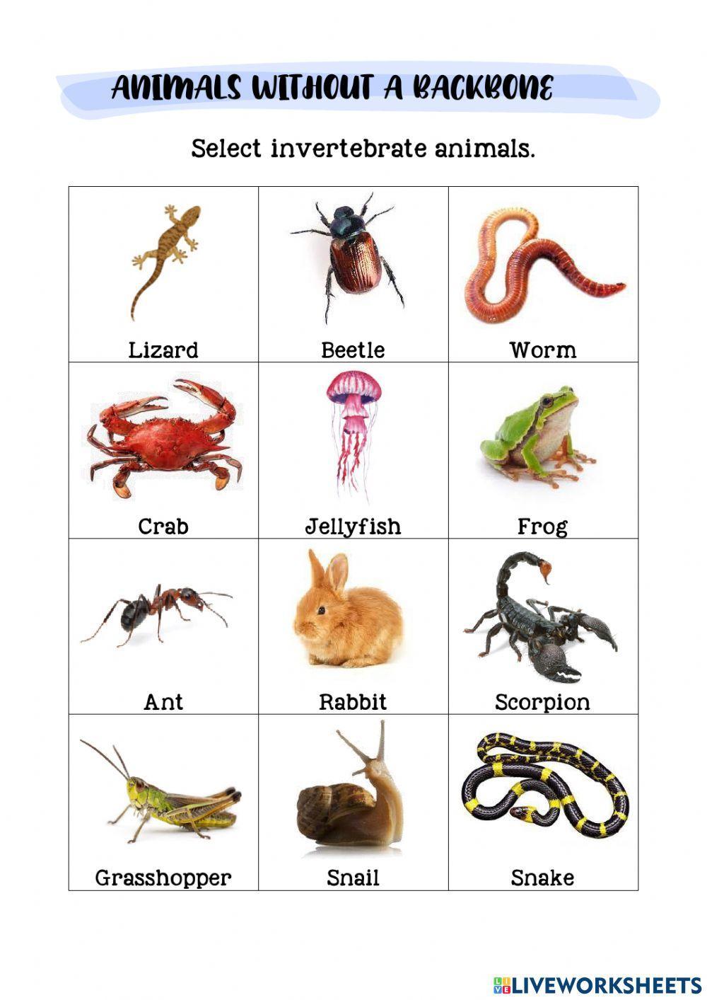 Animals without a backbone liveworksheets 1940993