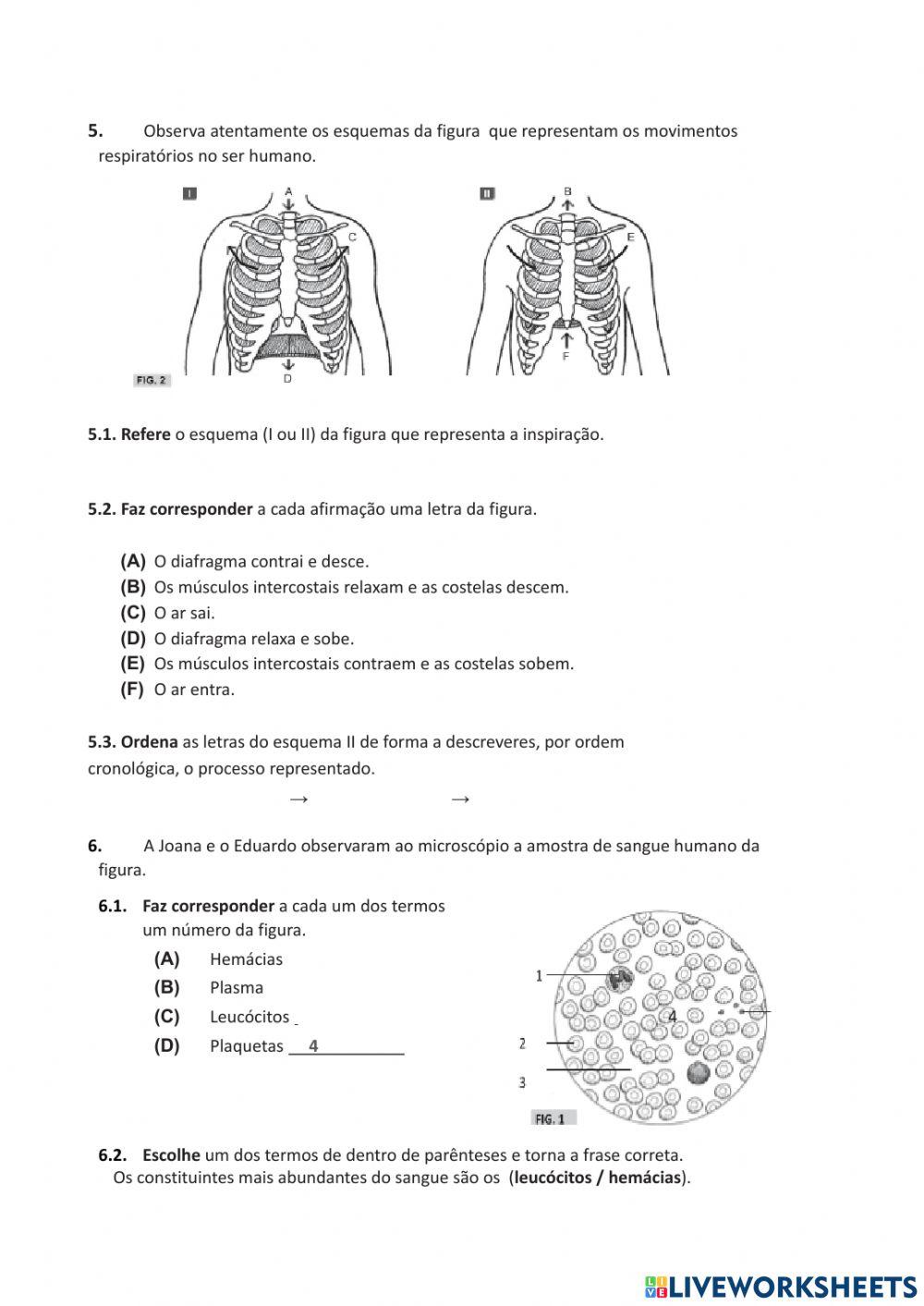 Teste  CN 6º ano Sistema respiratório e sistema cardiovascular.