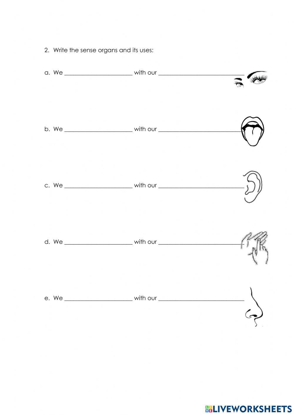 Science Revision 1 Year 1