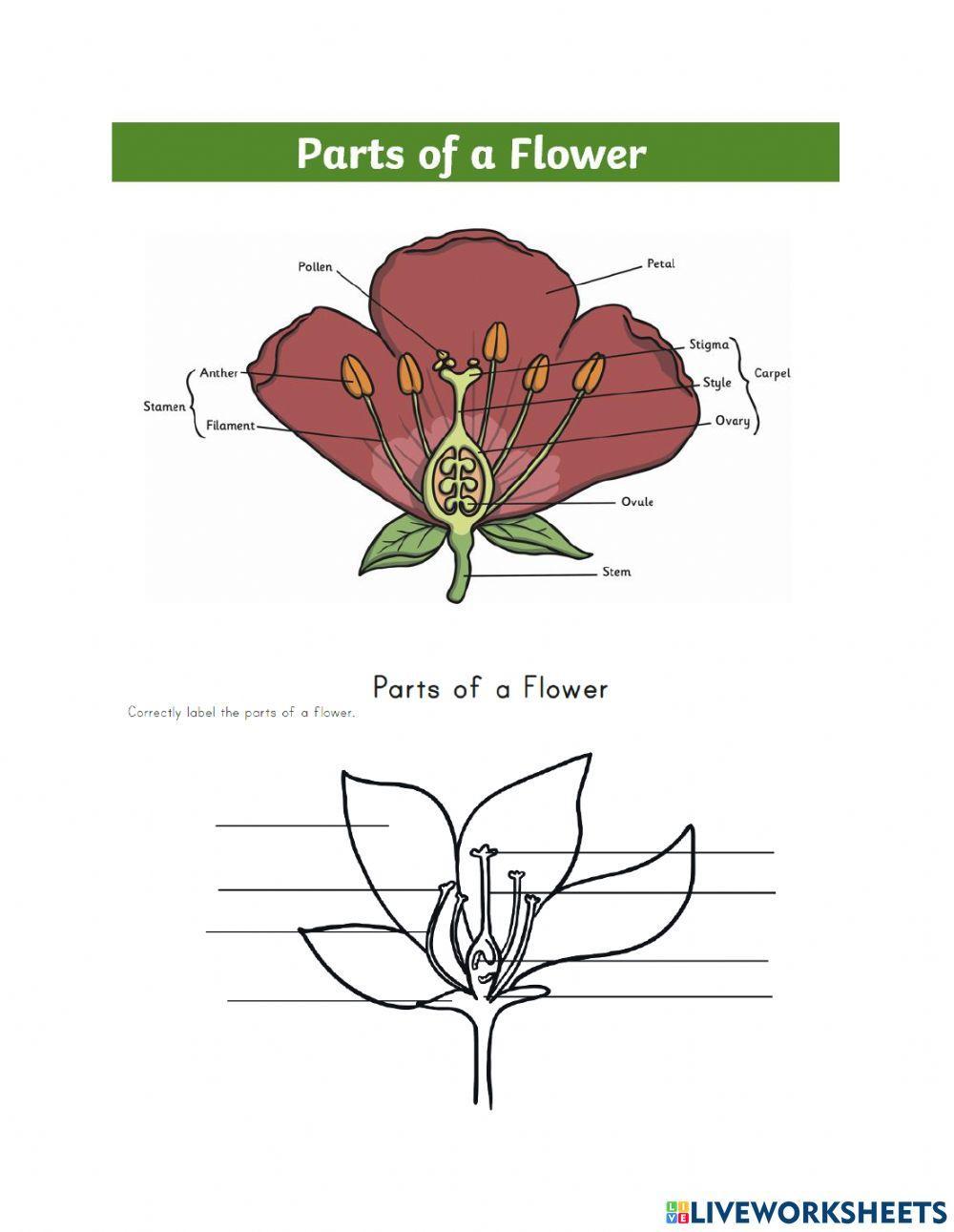 label-the-flower-parts-worksheet-live-worksheets