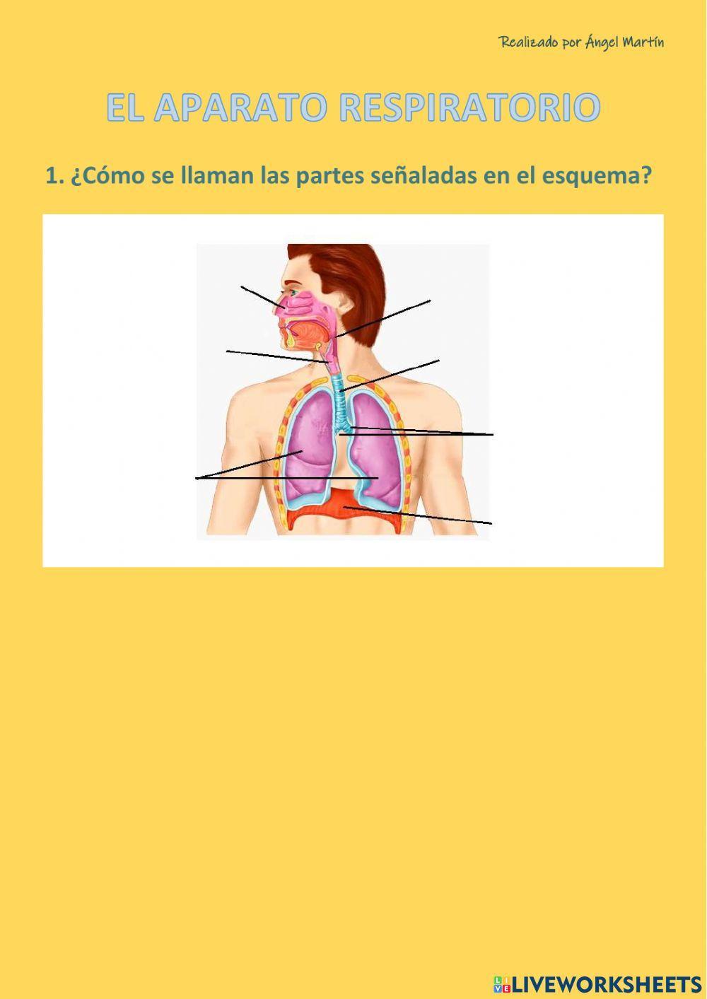 El aparato respiratorio