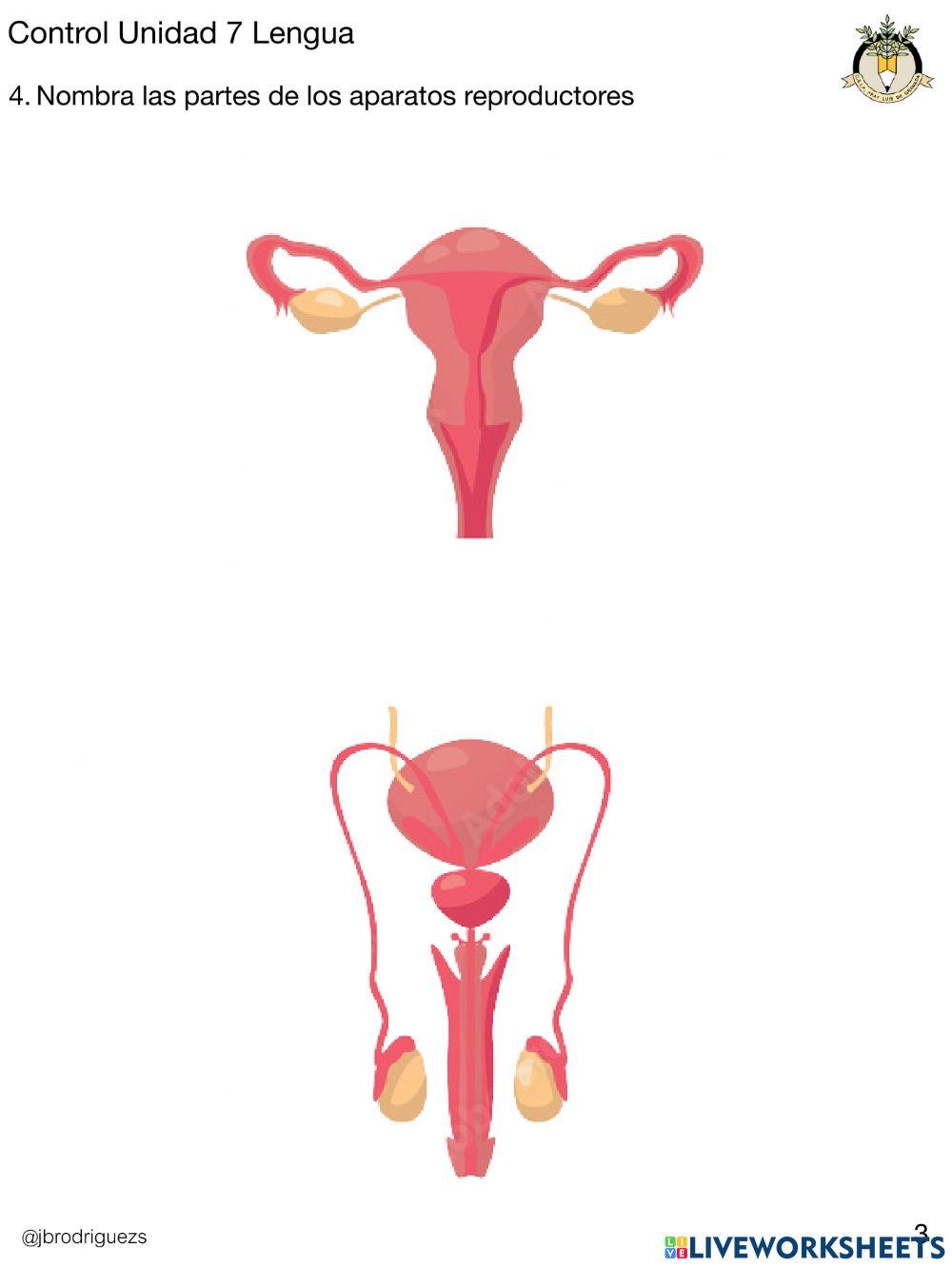 Control U.4 naturales