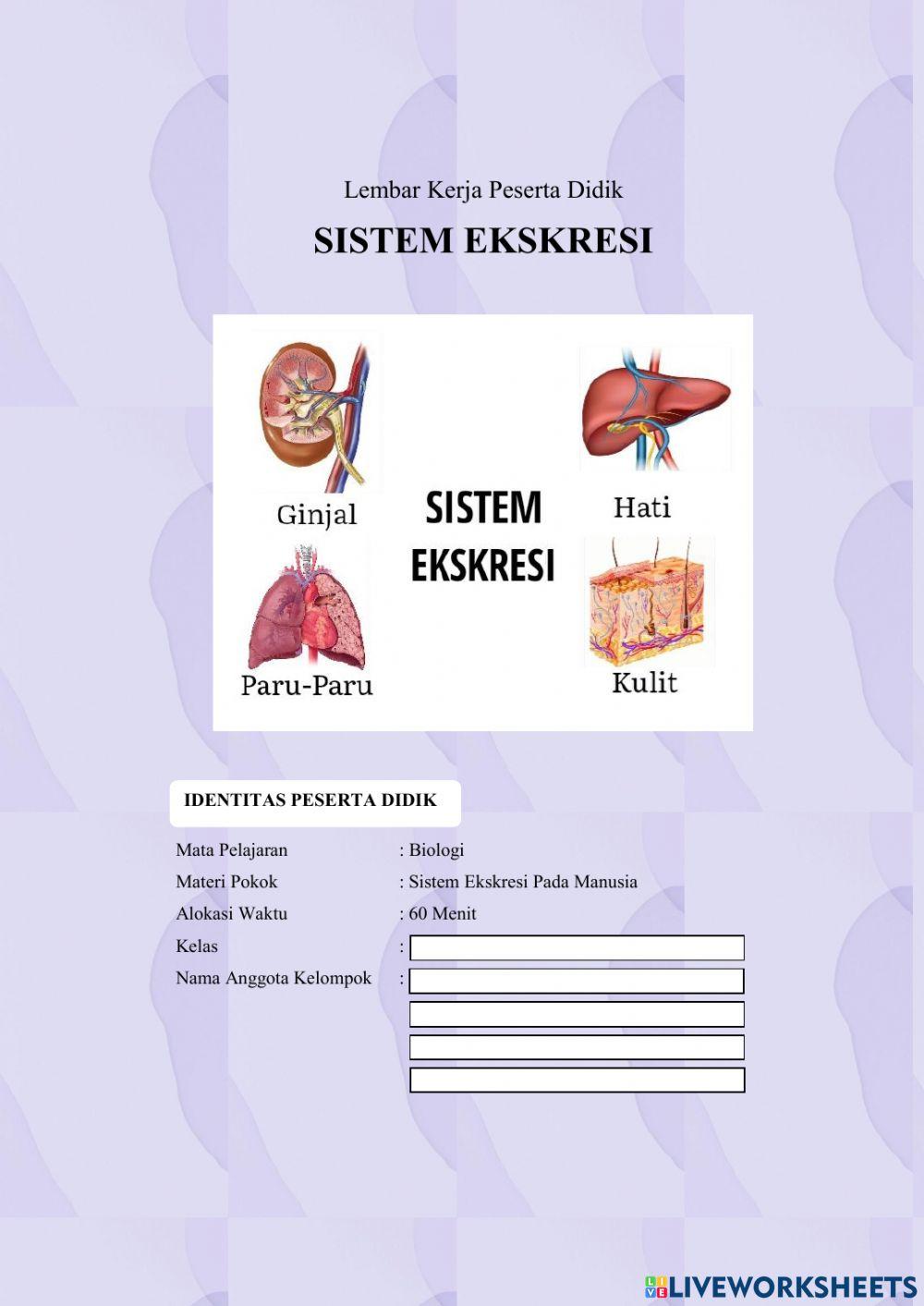 Sistem ekskresi manusia
