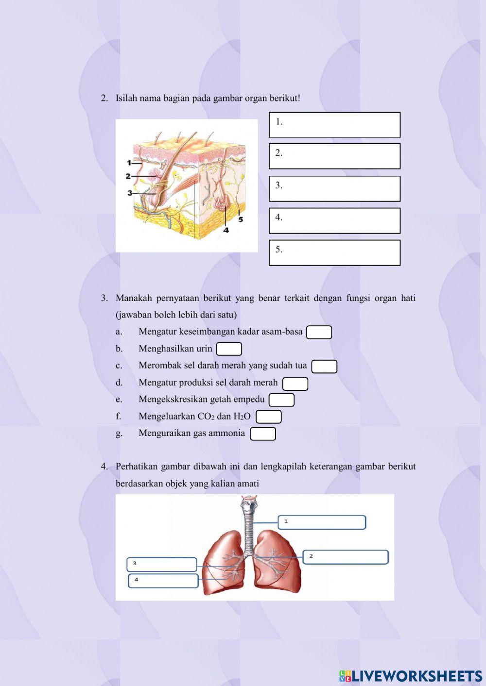 Sistem ekskresi manusia