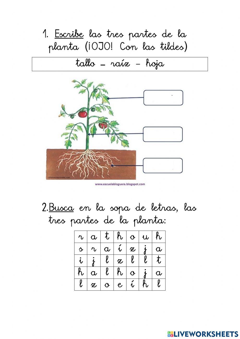 Partes de la planta