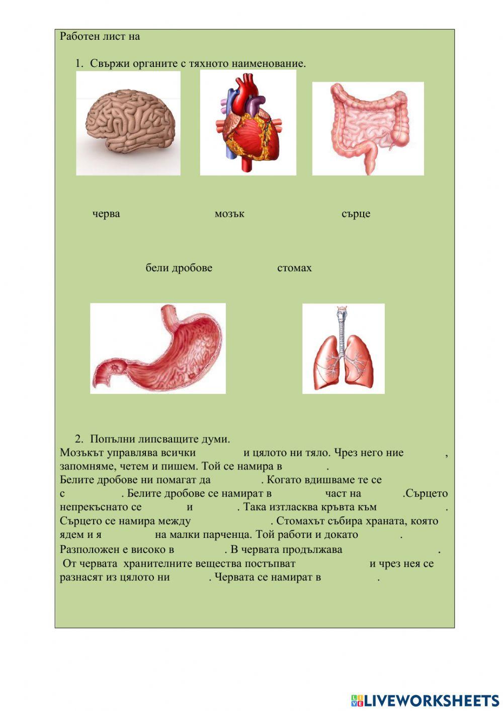 Основни органи в човешкото тяло 1945305 | Nikolova99