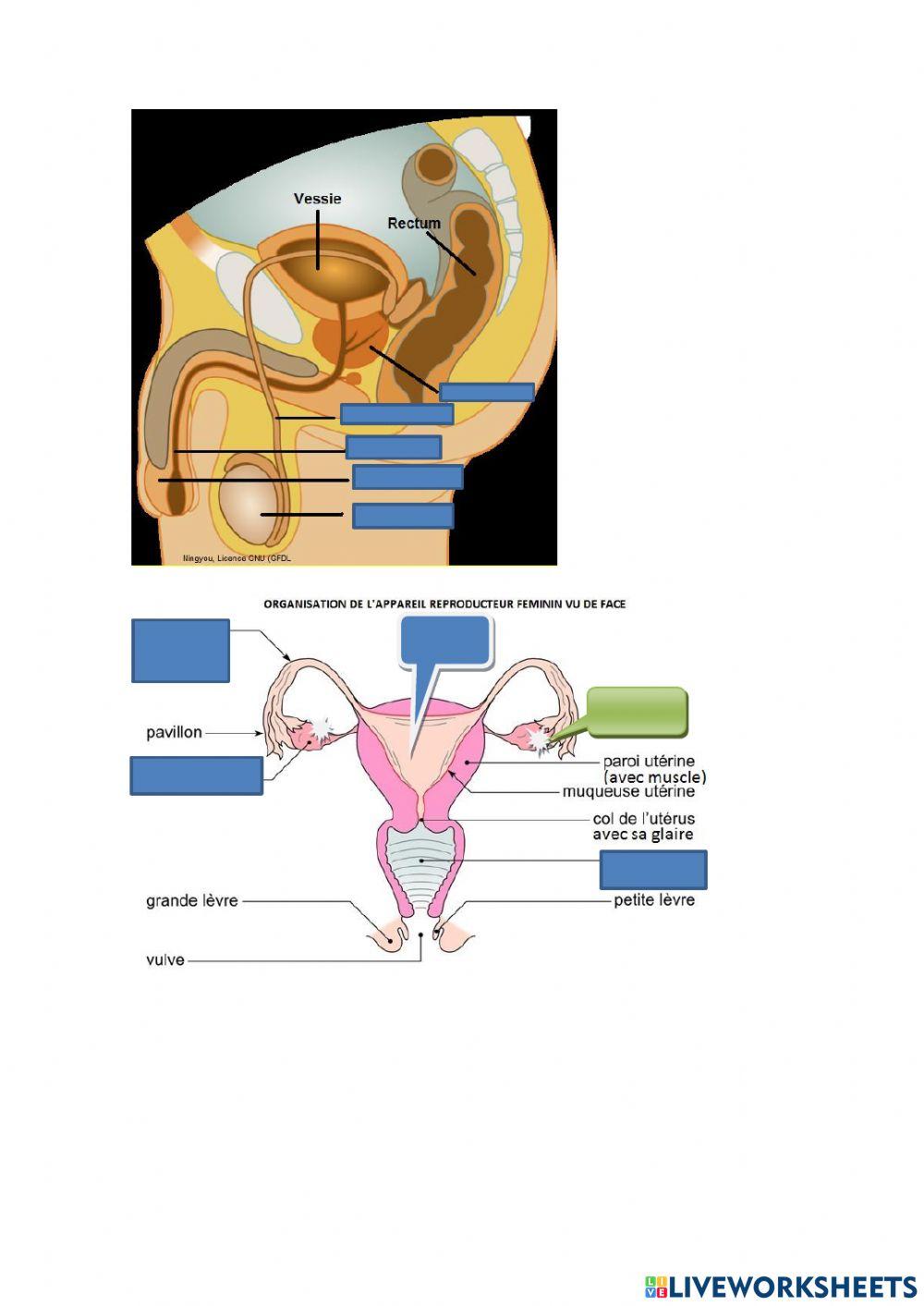 La reproduction humaine