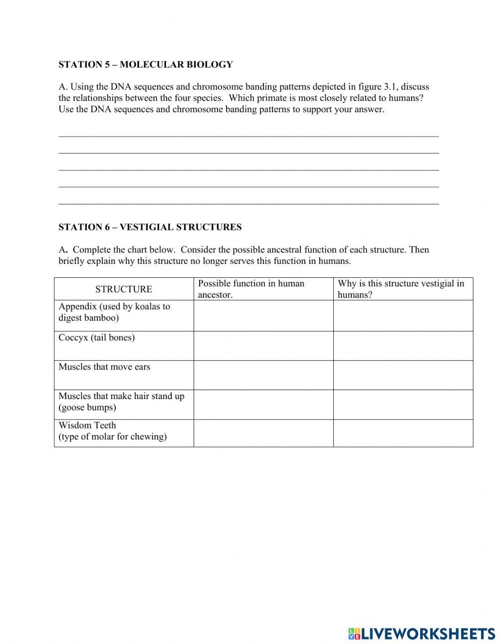 Evidence of Evolution Stations Lab online exercise for | Live Worksheets