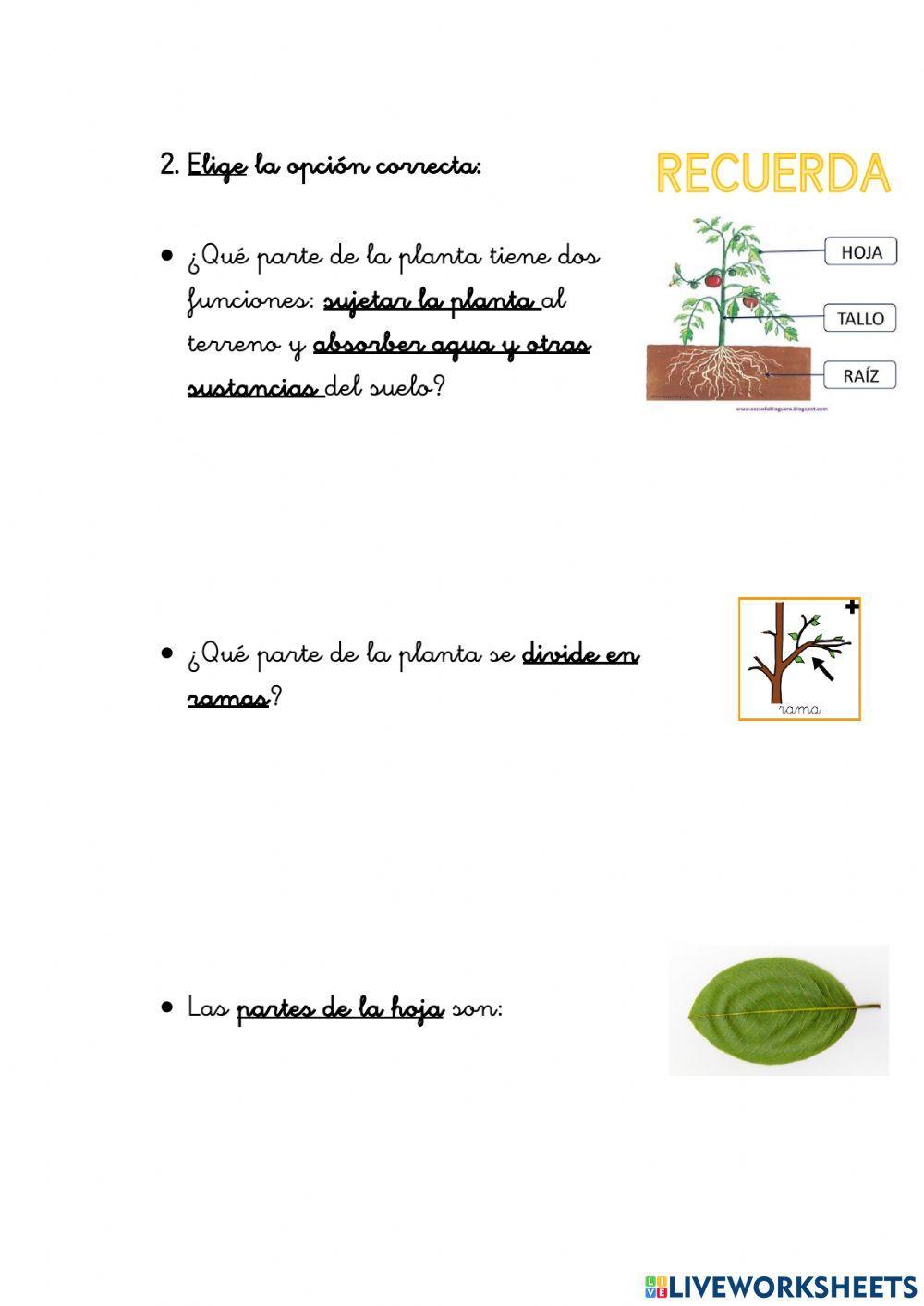 Partes de la planta y funciones