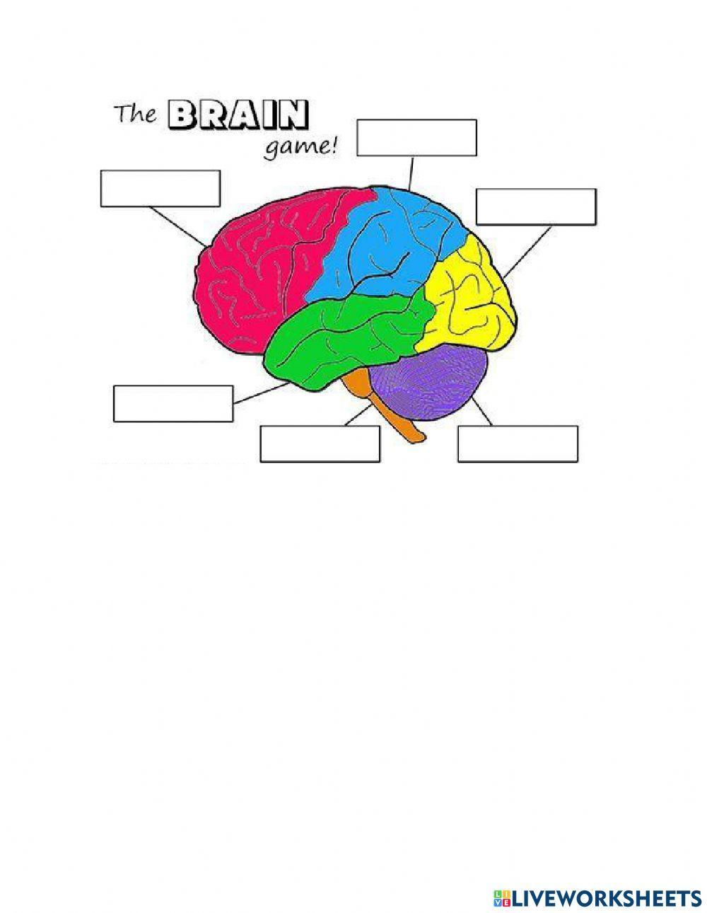 Parts Of The Brain For Kids Worksheet